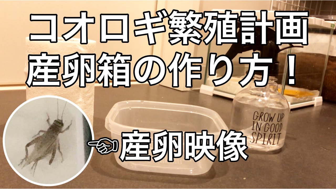超簡単 コオロギの繁殖計画 産卵箱の作り方 Youtube