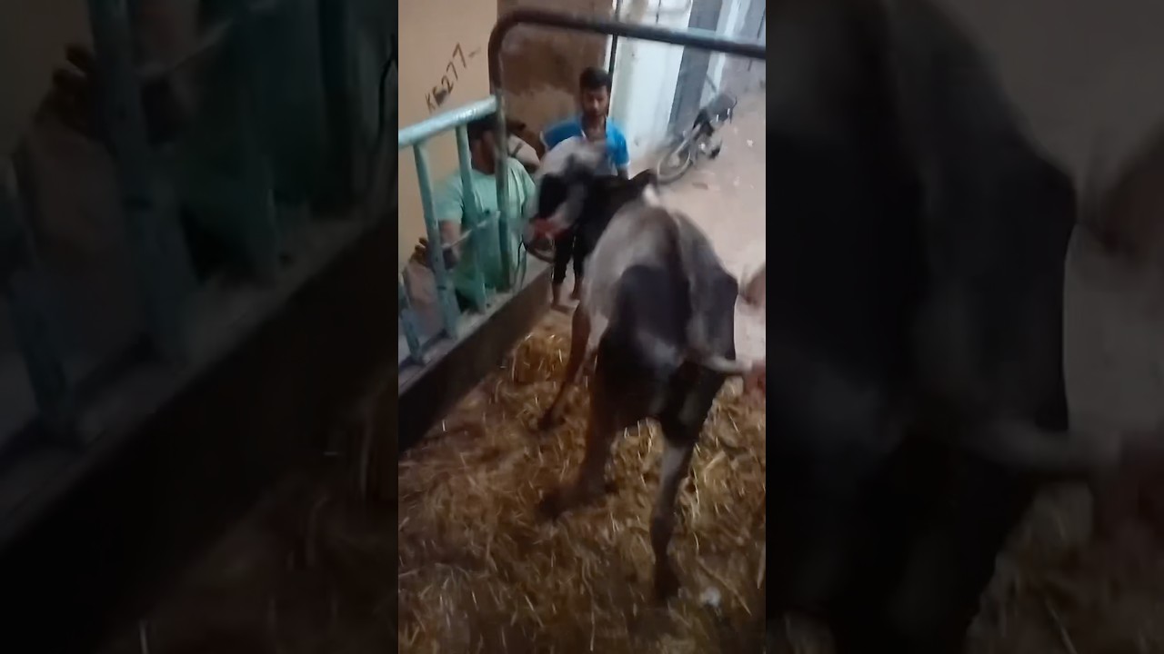 Cow Unloading Gone Wrong 😱 || #youtubeshorts #cow #strongbull #shorts