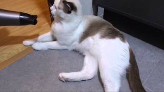 ¿Qué hace un gato con un secador? | Funny Cats