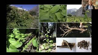 Why Using Sustainable Herbs Matters: An SHP Online Conference