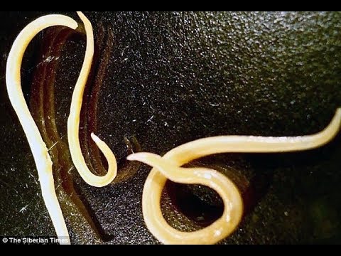 Ancient frozen worms come back to life