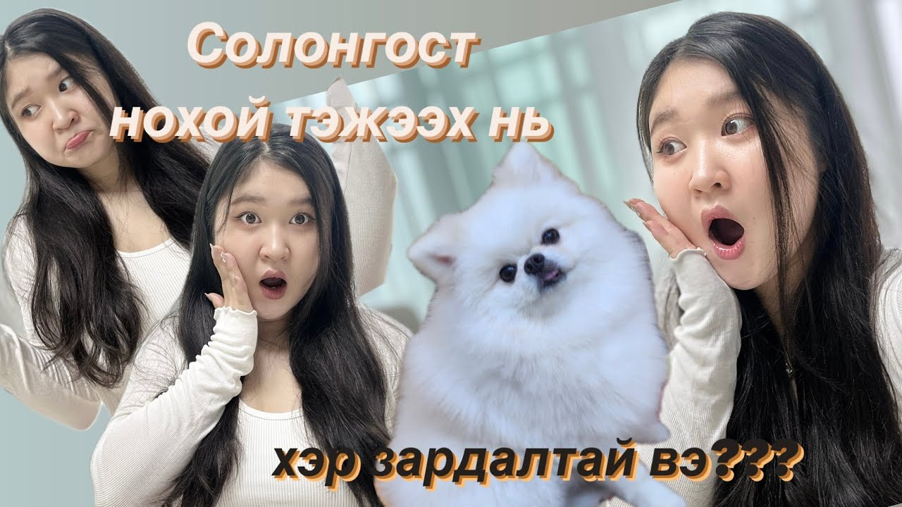 Солонгост нохой тэжээх нь хэр зардалтай вэ?