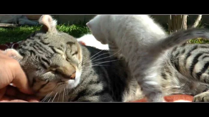 Video 6801961: exotic lynx, lynx kitten, white lynx, rare exotic