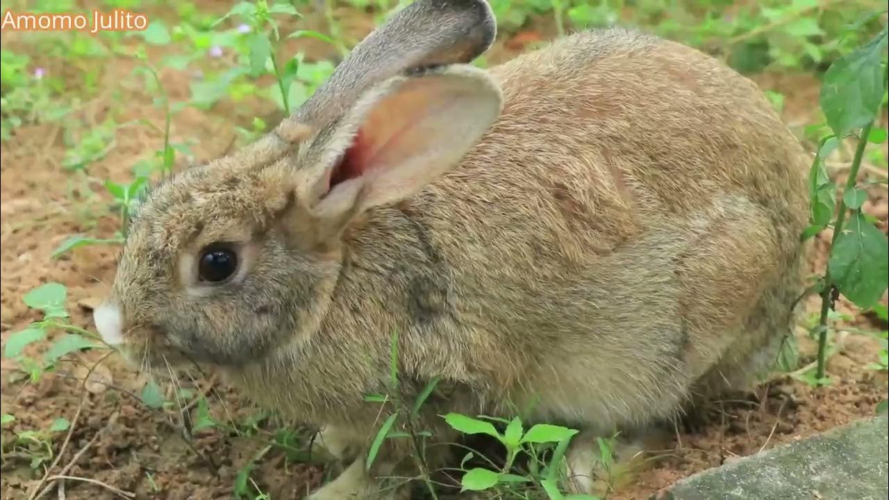 life-animal-pet-at-home-youtube