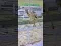 অসাধারণ উট রেসিং প্রতিযোগিতা #shortsfeed #amazing #CamelRacing #MiddleEastCulture #AmazingRace