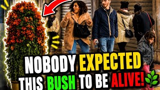 Bushman Prank I Thought It Was A Bush Then It Moved