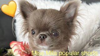 MissMila Chihuahua Most Popular Shorts Compilation # 1 @MilaChihuahua