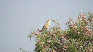 Ralreiger, Kalloni zoutpannen, Lesbos, 27-042027, Squacco heron, Lesvos, 20190427