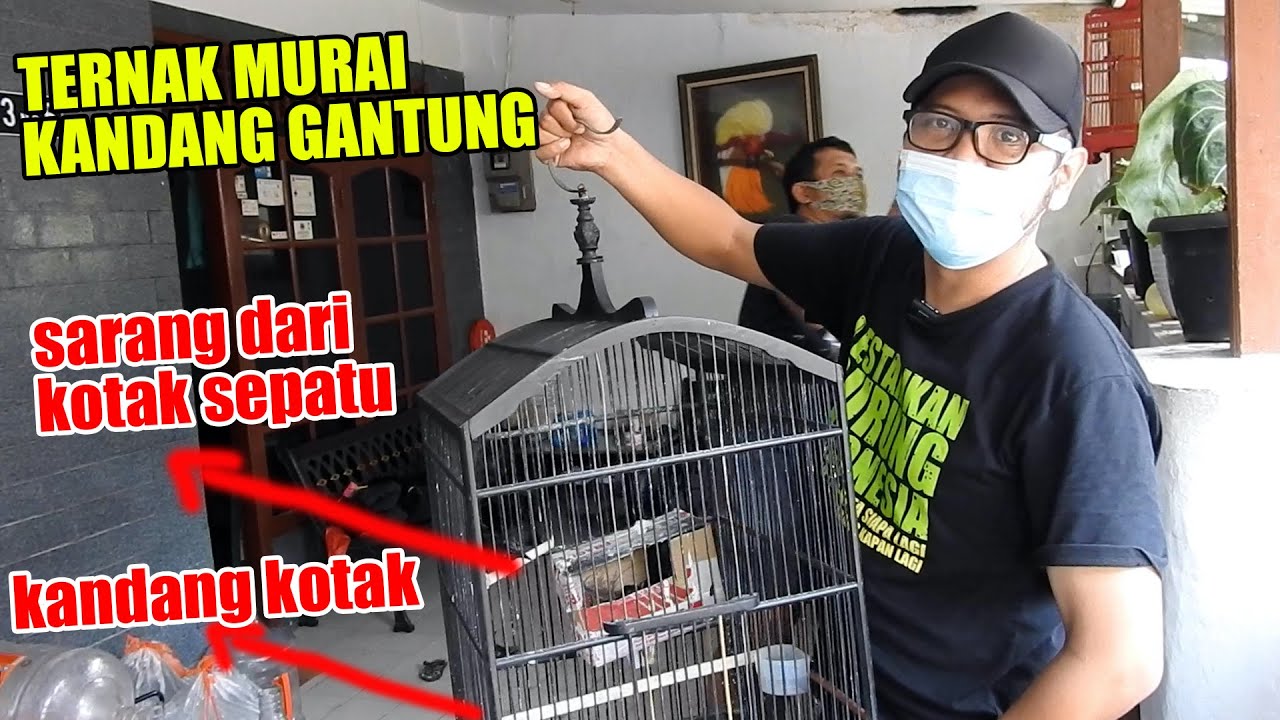 SIBUK KERJA AKHIRNYA SI OM INI TERNAK MURAI DI SANGKAR GANTUNG..MANTAB..!! KANDANG KOTAK BOSKU..!!