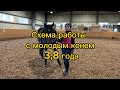 СХЕМА РАБОТЫ С МОЛОДЫМ КОНЕМ 3,8 ГОДА