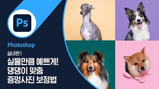 [어도비X오디너리독스]  실내편 | 실물만큼 예쁜 반려견 맞춤 ‘ 증멍사진 ‘ 보정법