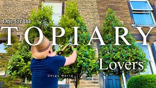 Oak tree Topiary (real time) #Topiary #Treetopiary #topiarygarden