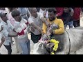 #sanambatla jallikattu festival #trending #bullsrace #horihabba #shorts #video #viral ##teluguvlogs