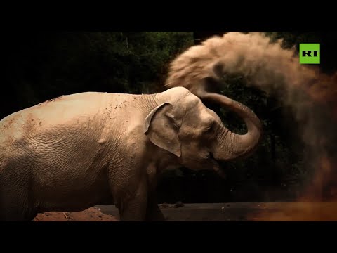 La elefanta Mara es transportada de Buenos Aires a un santuario brasileño