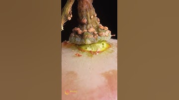 A Grape In Macro🍇 #satisfying #asmr #relaxing #closeup #zoom