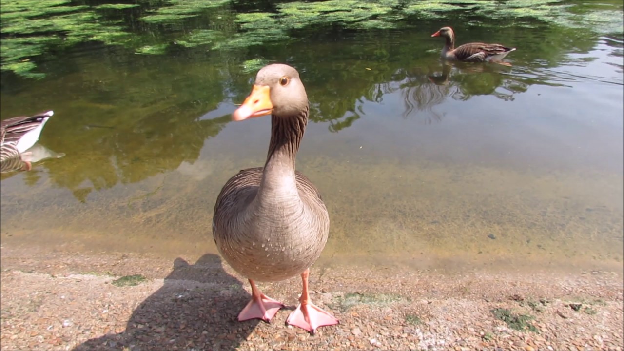 An Afternoon at St James's Park London (Birds and Waterfowl) YouTube