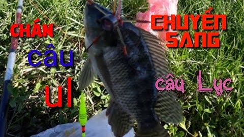 câu cá rô phi bằng lưỡi lục bằng phao cùi bắp