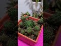 7 PLANTAS QUE SE CUIDAN SOLAS CUIDADO DE LAS FITONIAS/Liliana Muñoz