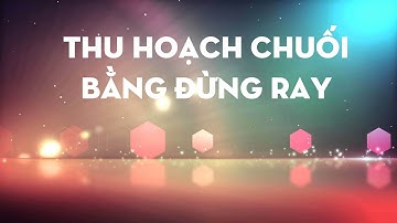 Thu hoạch chuối ròng rọc kéo bàng xê máy