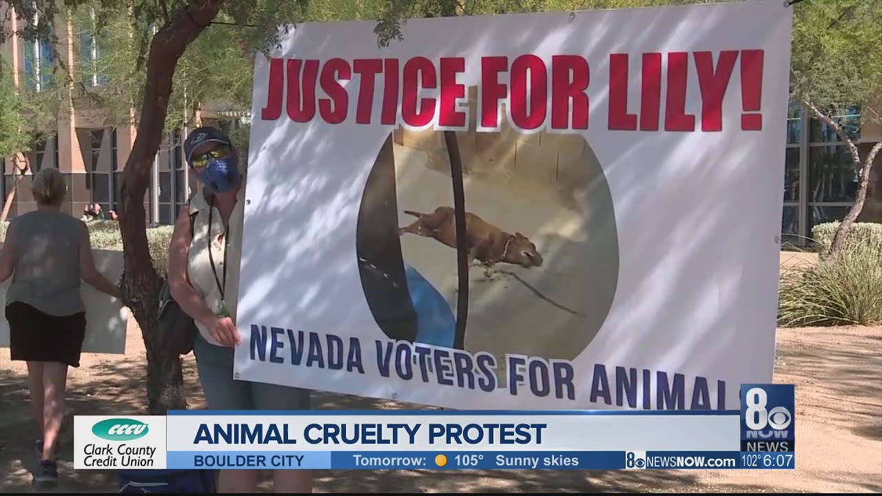 Protesters demand justice for Lily, want stricter animal cruelty laws