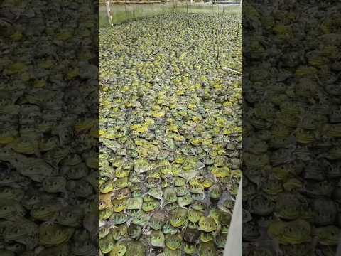 مزرعة الضفادع ضفدع ضفادع مزرعة