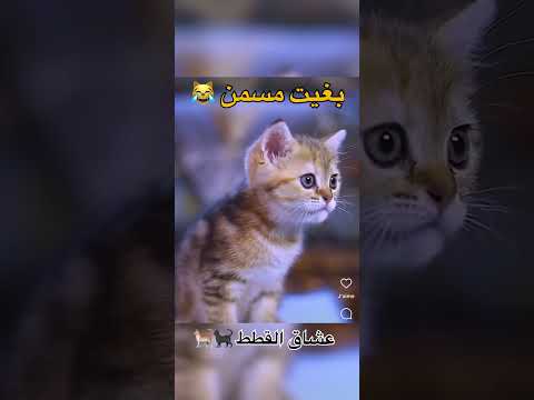بغيت مسمن اكسبلور   ترند قطة تصميمي   
