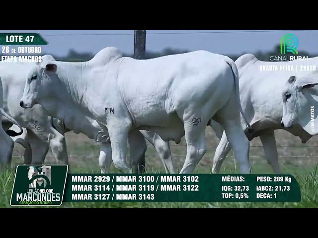 LOTE 47   MMAR 3122 2929 3100 3102 3114 3119 3122 3127 3143
