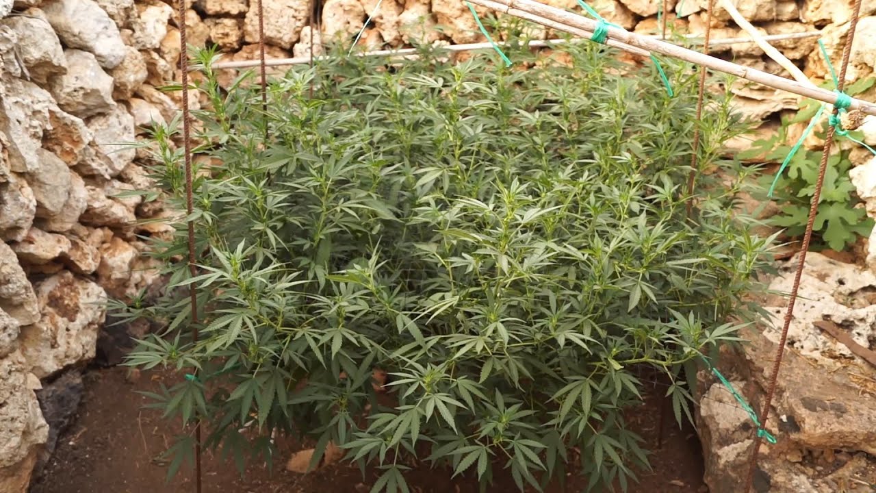 TÉCNICA SCROG MARIHUANA EXTERIOR PARTE 2 