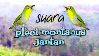 Suara Pleci Montanus Jantan