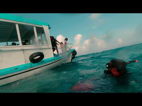Embudu Canyon SCUBA Dive - Maldives | 4K