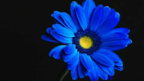 Blue Gerberacomposer/...  Ishii)