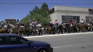Reno Rodeo cattle drive on Clear Acre Ln