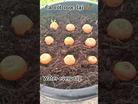 Video: Grow Carrot Tops: Trồng cà rốt từ ngọn cà rốt