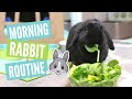 MORNING RABBIT ROUTINE