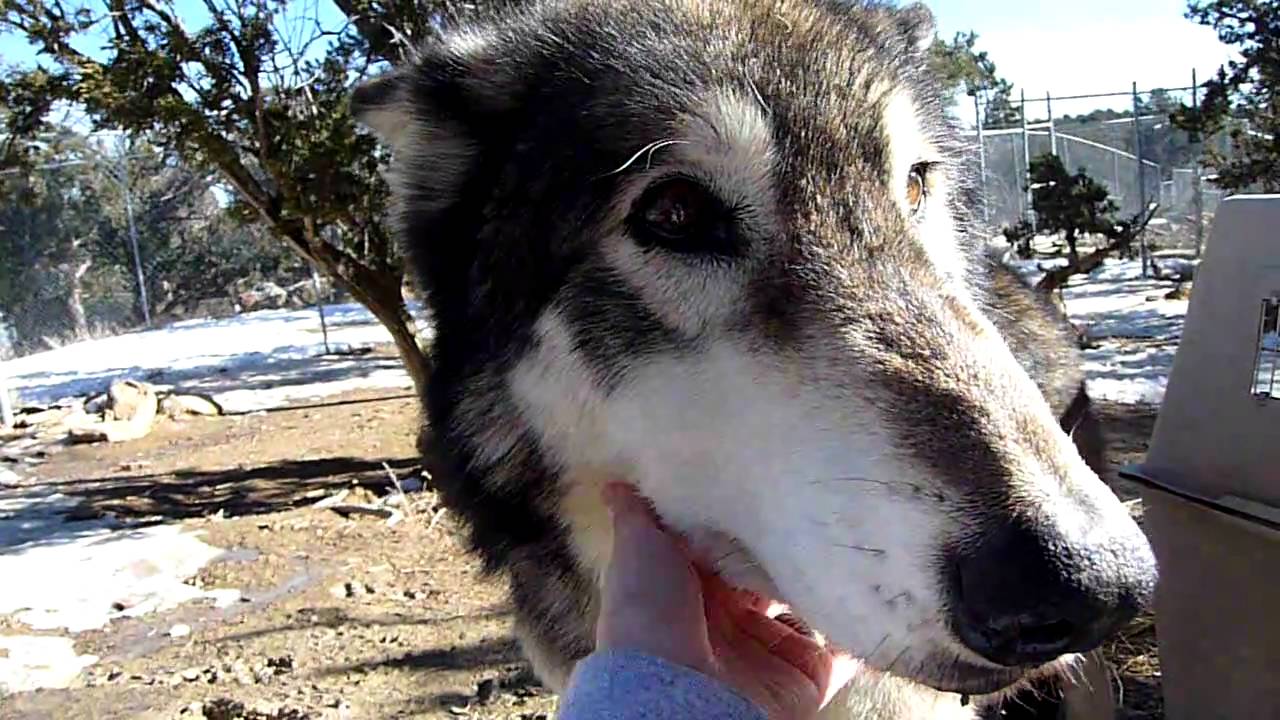 petting a wolf youtube