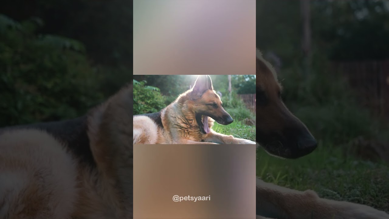 Know about German Shepard dog breed 🐶🐾 #trending #shorts #pets #dog #germanshepherd #viral #reels