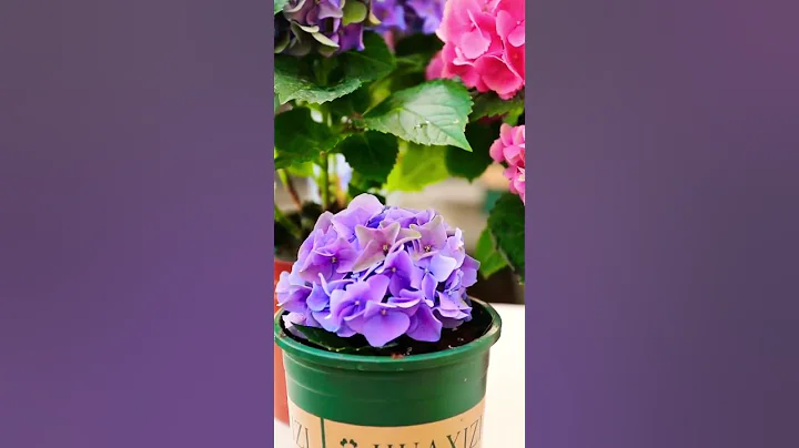 五種有毒的花，你家有嗎？ #flowers #flowerpainting #flowermaking - 天天要聞