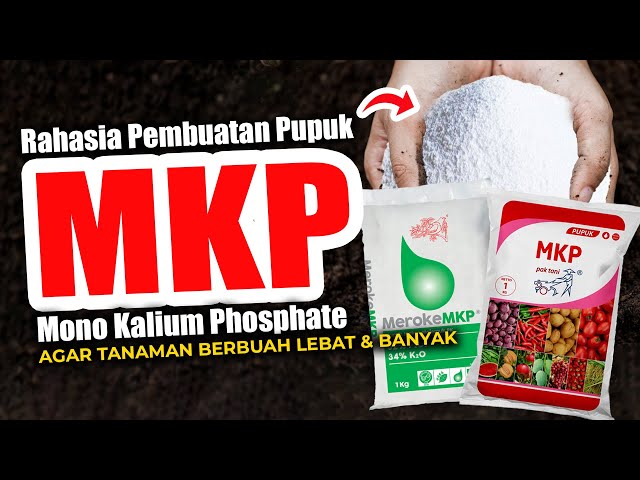 WAJIB TAU.!!! RAHASIA PEMBUATAN PUPUK MKP (MONO KALIUM PHOSPHATE) | Agar Tanaman Berbuah Lebat class=