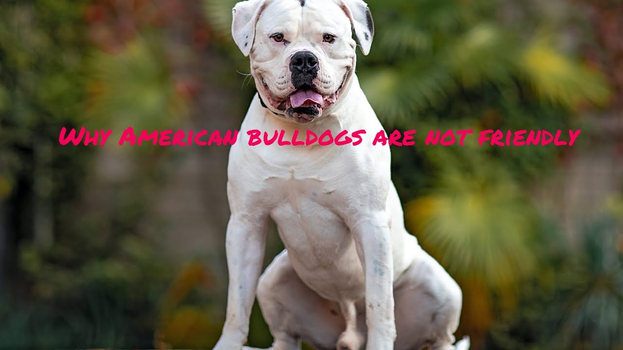 Why American Bulldogs are not friendly 🫣😱 YouTube