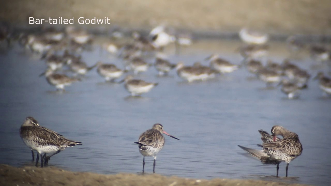 Bar-tailed Godwit