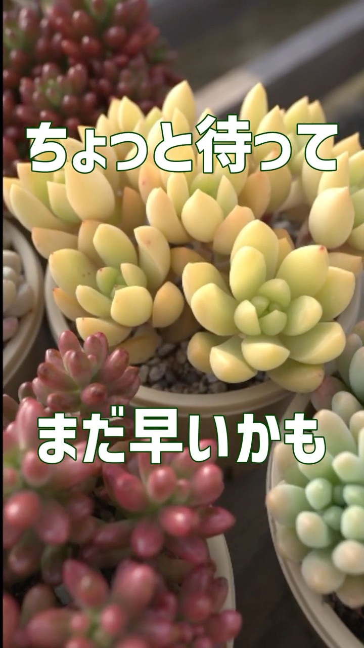 多肉植物 つぶつぶ屋 - YouTube