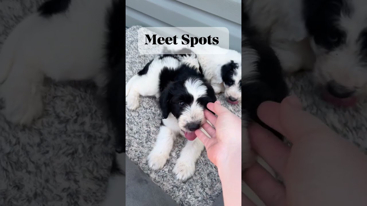 Meet Spots The Beautiful Doodle