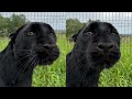 Funny moments with Luna the panther 😸 summer 2024 ☀️(ENG SUB)
