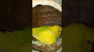 Alhamdulillah unfrezzmyaccount subhanallahalhamdulillahlailahaillallahallahuakbarringtone