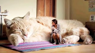 עשרת החתולים הגדולים ביותר בעולם┃טופטן