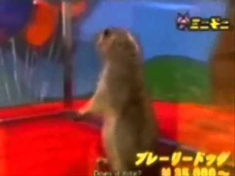 THE BEST OF DRAMATIC CHIPMUNK