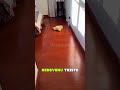"Il croyait devenir fou… puis son chien disparu réapparaît enfin !" 😭🐶❤️
