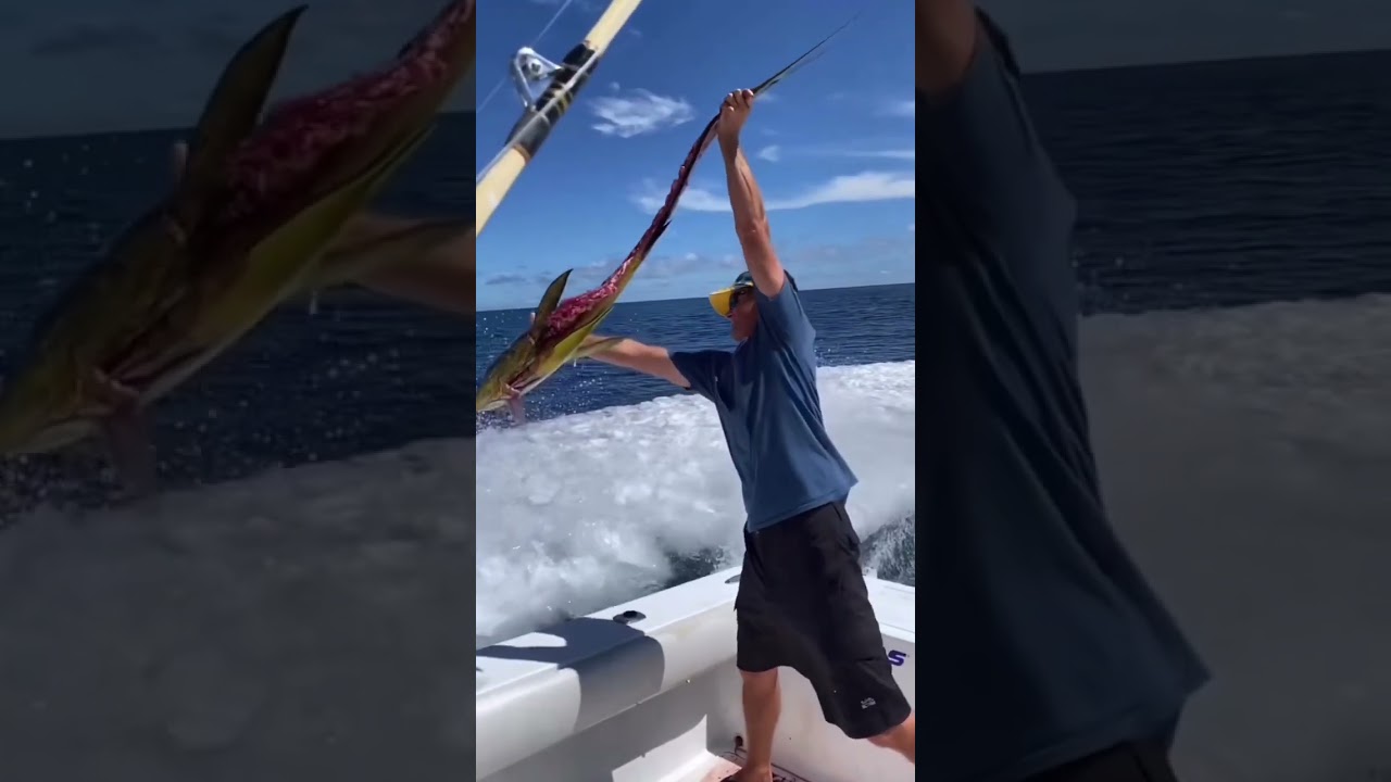 40 kg fish 😱😱😱 