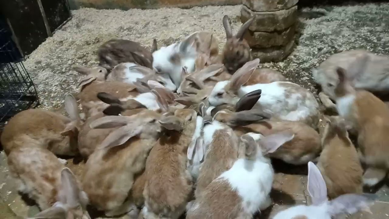 انا حاطه للارانب تكيف ،(الذره غلط على الارانب ) ارانب بلدى وتربيه ارضى ❤️