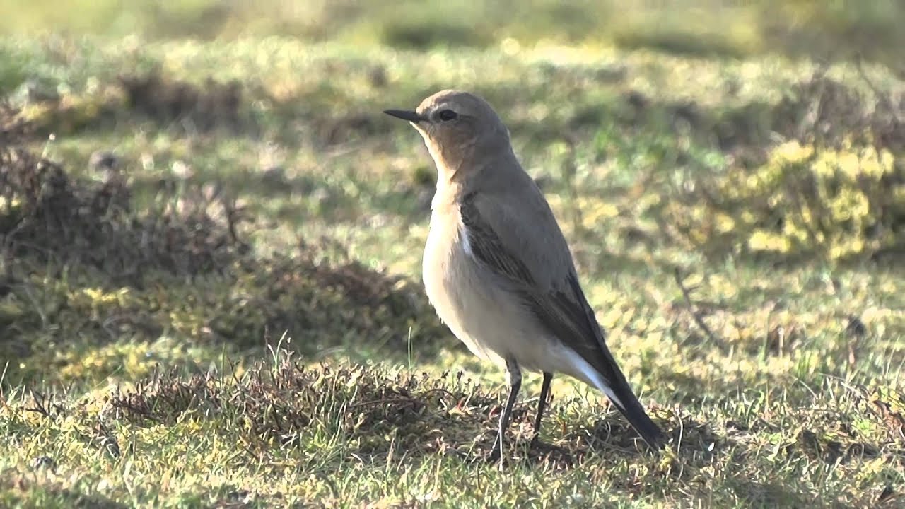 Vroege Vogels - Tapuit op de hei